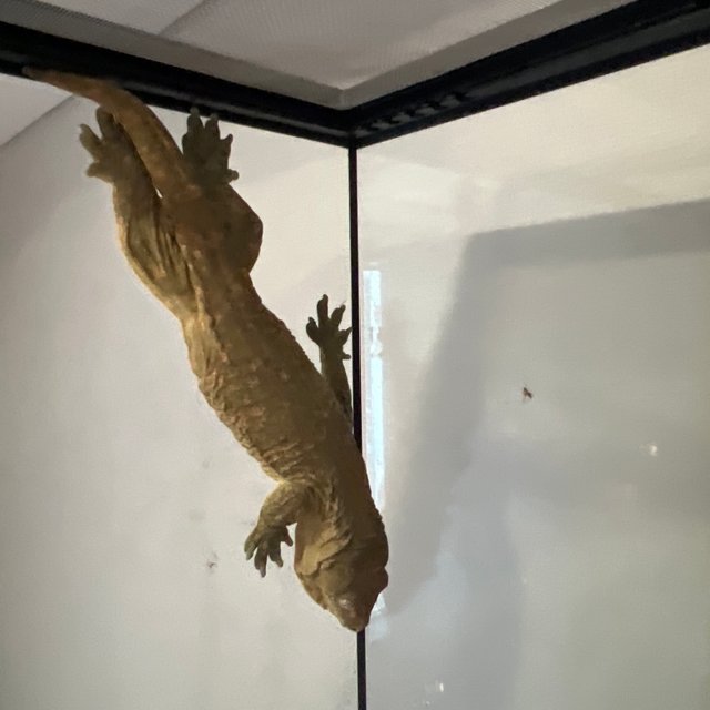 코기스 프리델 GT 헷 멜라니스틱