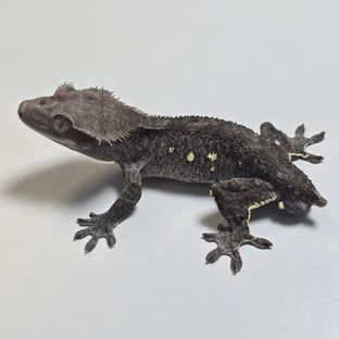 아잔틱