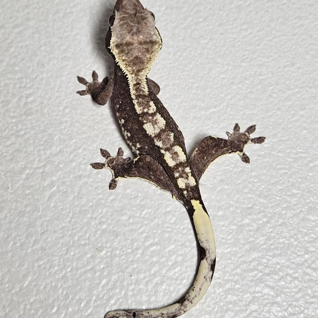 아잔틱