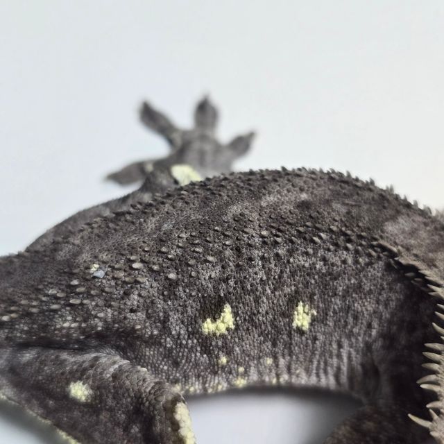 아잔틱