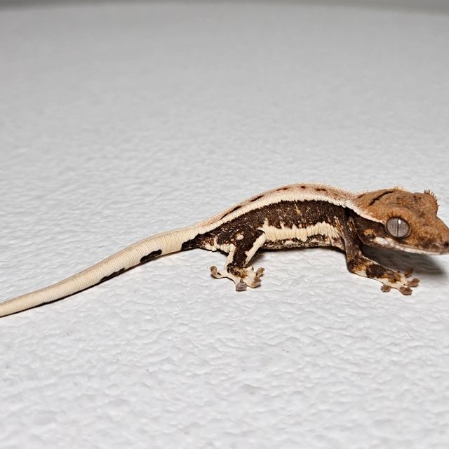 릴리100%헷아잔틱