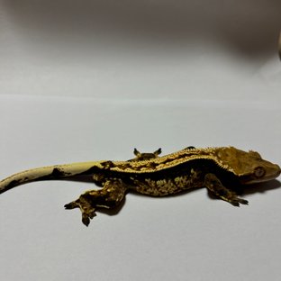 노멀 풀핀 쿼드