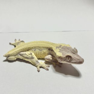 프라푸치노 풀핀 솔리드백