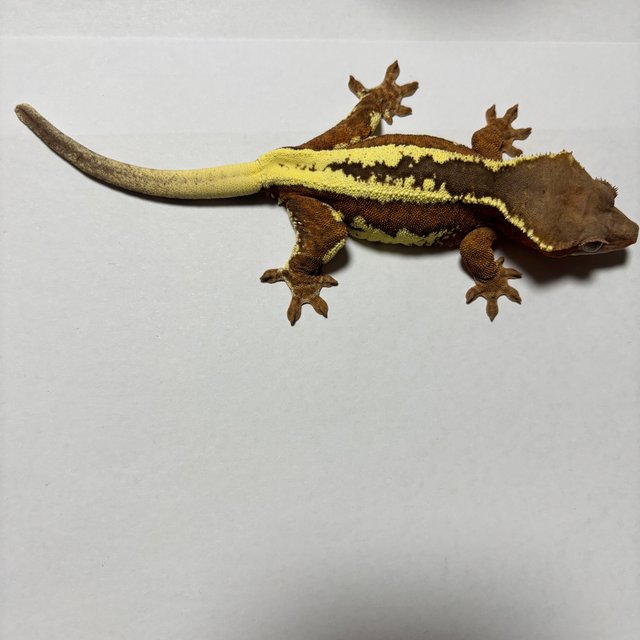 레드 팬텀 프라푸치노