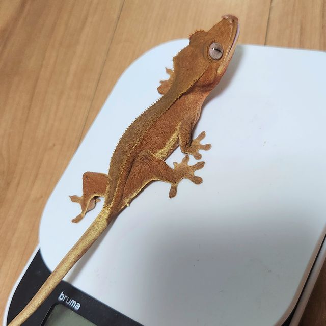 팬텀 레드 릴리화이트