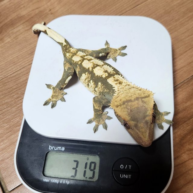 트라이 익스트림할리퀸