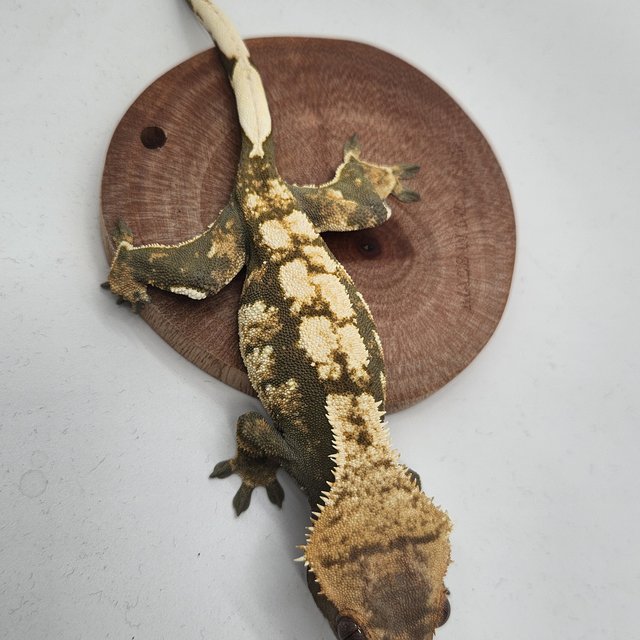 트라이 익스트림할리퀸