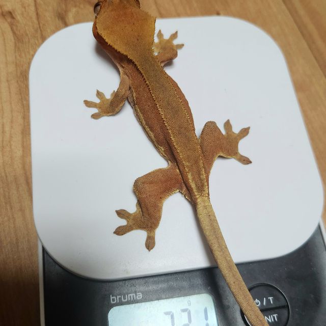 팬텀 레드 릴리화이트