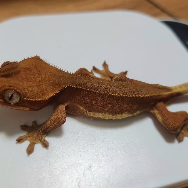 팬텀 레드 릴리화이트