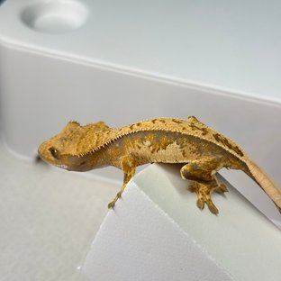 트라이 익스트림할리퀸 노멀