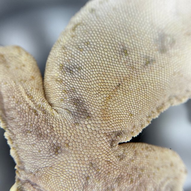 노멀 화이트스팟