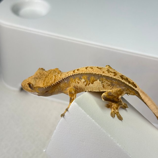 트라이 익스트림할리퀸 노멀