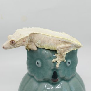 릴리화이트 크림