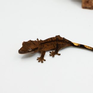 다크 챠콜 벅스킨 팬텀