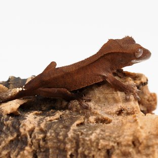 챠콜 카푸치노 다크