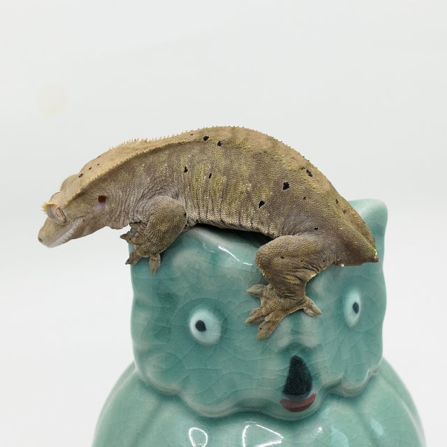 패턴리스 벅스킨 다크