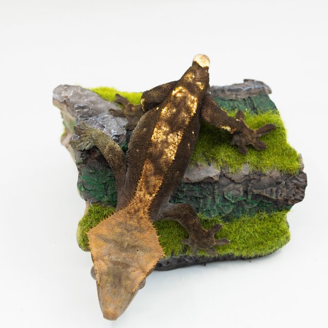 다크 할로윈 플레임