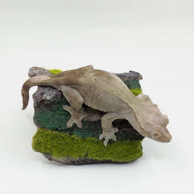 벅스킨 다크 달마시안