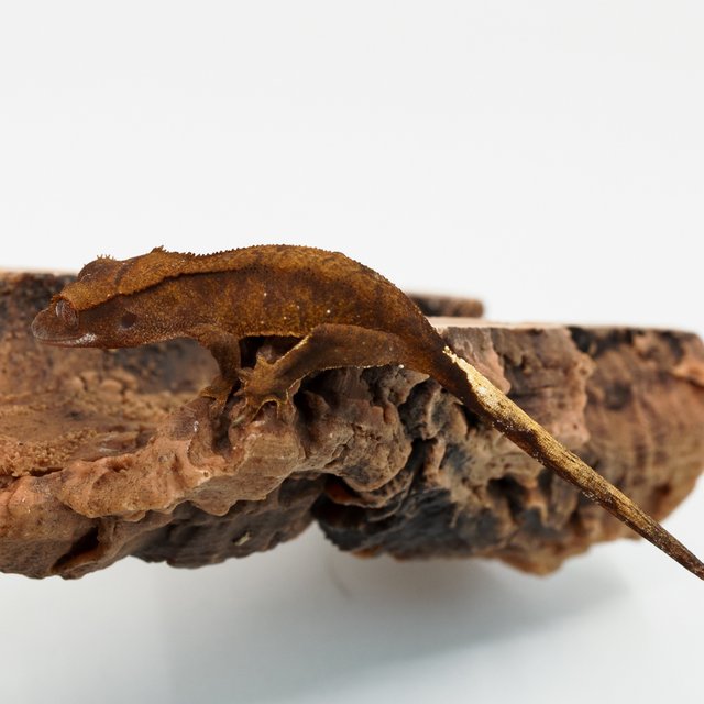 팬텀 챠콜 다크