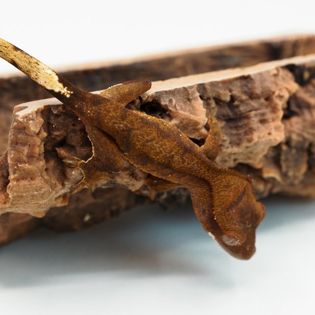 팬텀 챠콜 다크