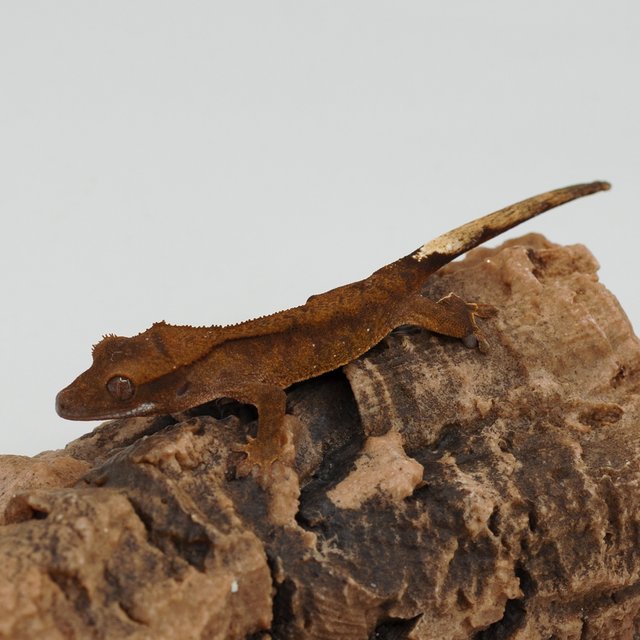 팬텀 챠콜 다크