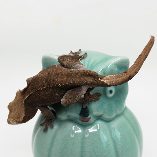 챠콜 팬텀 패턴리스 벅스킨 다크