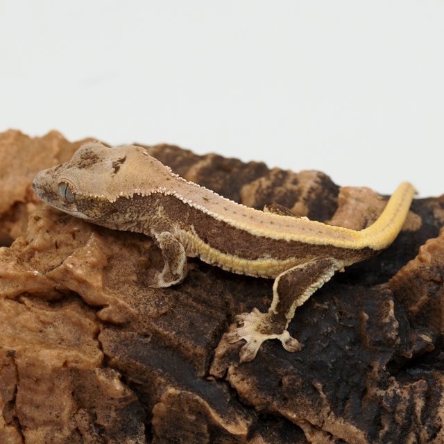 릴리100%헷아잔틱