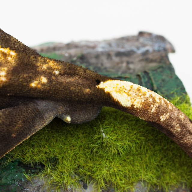 다크 할로윈 플레임