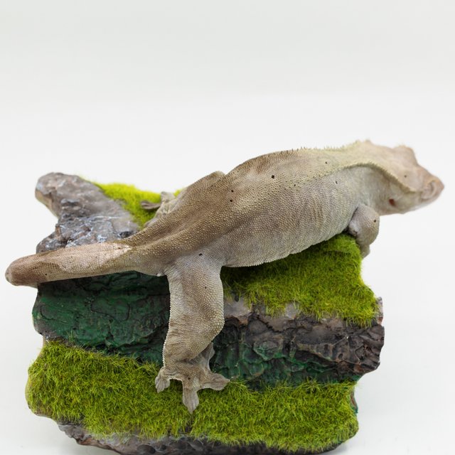 벅스킨 다크 달마시안