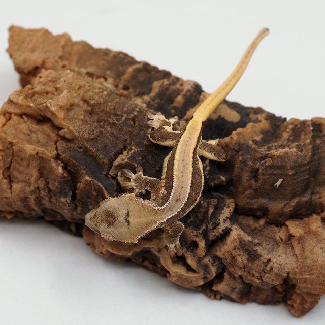 릴리100%헷아잔틱