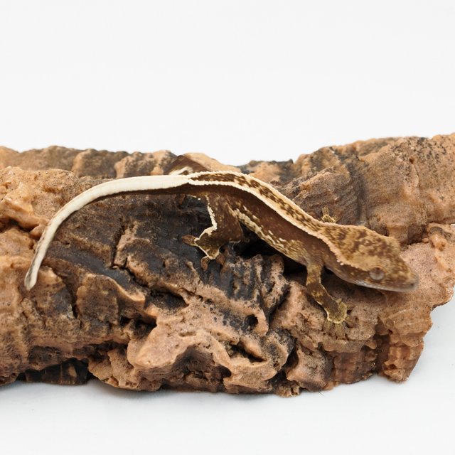 엠티백 핀스트라이프