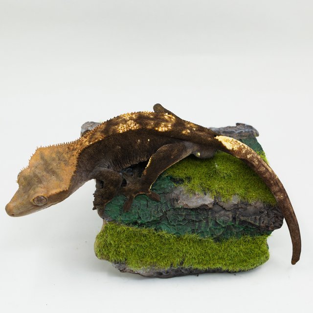 다크 할로윈 플레임