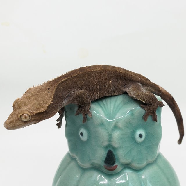 챠콜 팬텀 패턴리스 벅스킨 다크