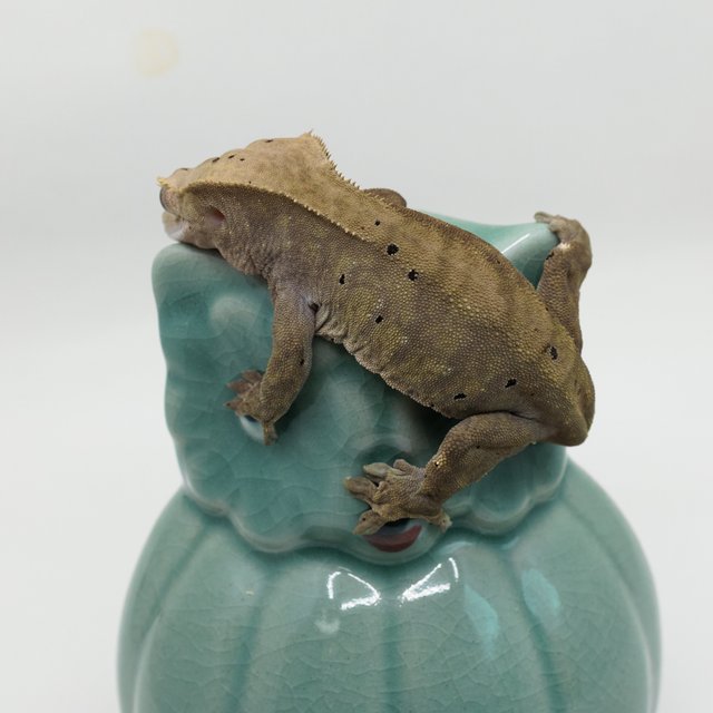 패턴리스 벅스킨 다크