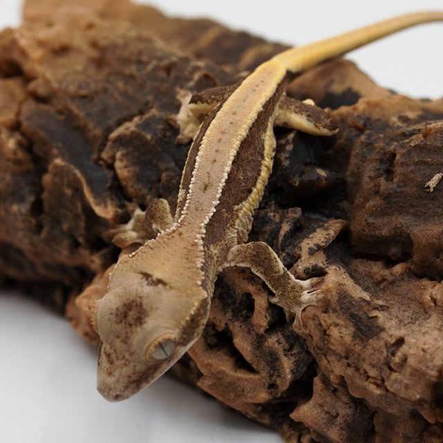 릴리100%헷아잔틱