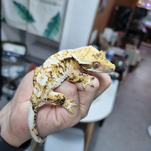 노멀 트라이 익스트림할리퀸