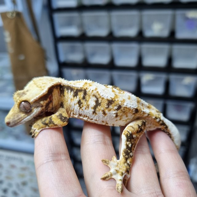 노멀 트라이 익스트림할리퀸