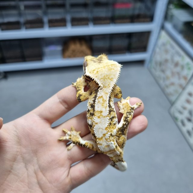 노멀 트라이 익스트림할리퀸