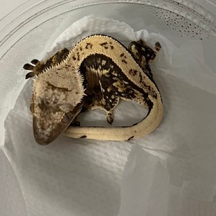 트라이 익스트림할리퀸