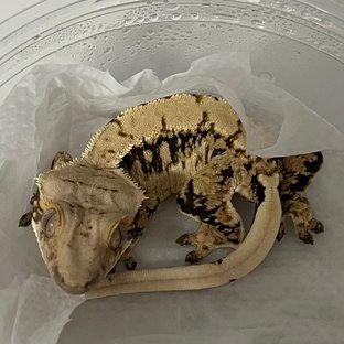 노멀 트라이 익스트림할리퀸