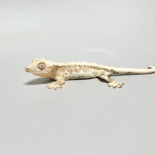 릴리100%헷아잔틱