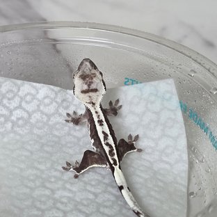 AW3