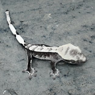 아잔틱