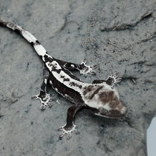 토르X머린