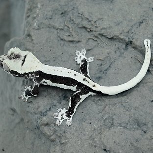 릴잔틱