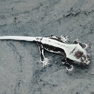 라임X해담이