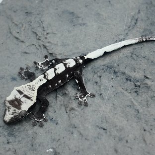 아잔틱