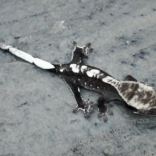 아잔틱