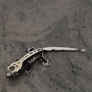 아잔틱