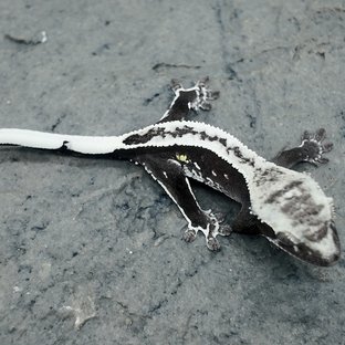 아잔틱